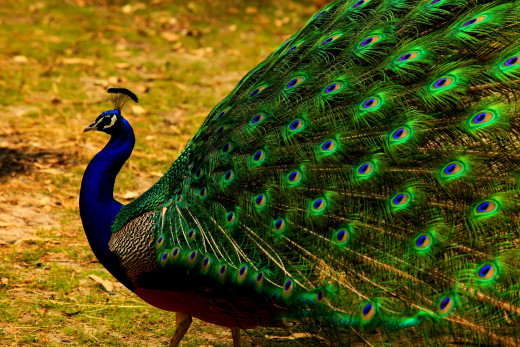 813955 (a): :2500x1667